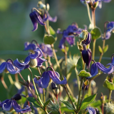 Clématite integrifolia - Clematis | Achat direct au producteur