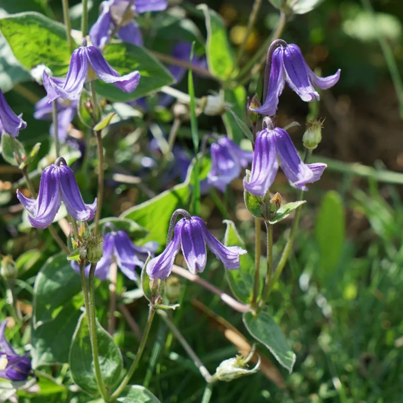 Clématite integrifolia - Clematis | Achat direct au producteur