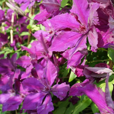 Clématite 'Honora' - Clematis | Achat direct au producteur