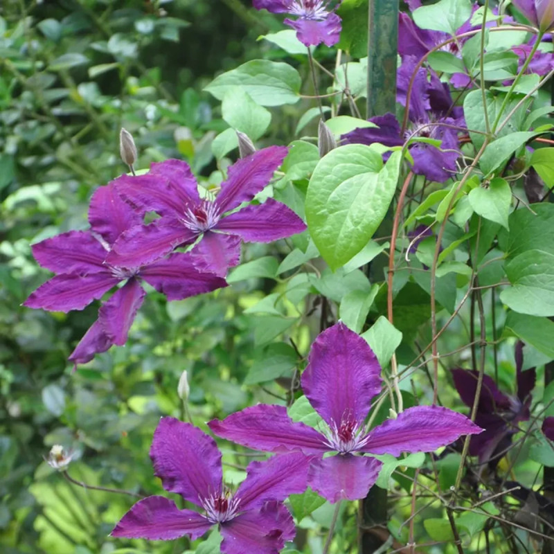 Clématite 'Honora' - Clematis | Achat direct au producteur