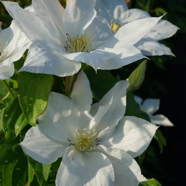 Clématite 'Isago' - Clematis | Achat direct au producteur