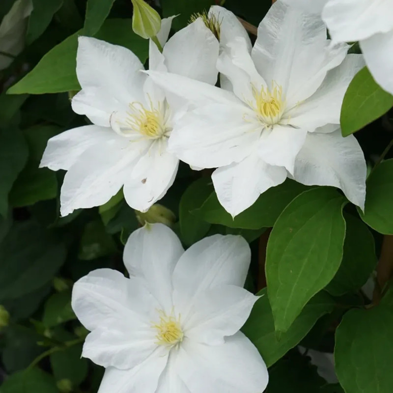 Clématite 'Isago' - Clematis | Achat direct au producteur
