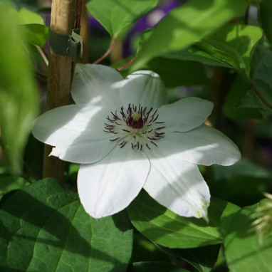 Clématite 'Miss Bateman' - Clematis | Achat direct au producteur