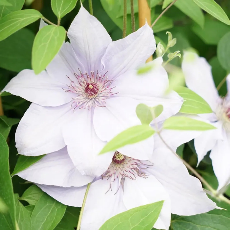Clématite 'Miss Bateman' - Clematis | Achat direct au producteur