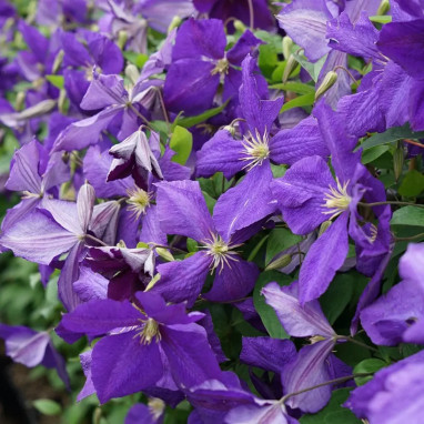 Clématite 'Jackmanii' - Clematis | Achat direct au producteur