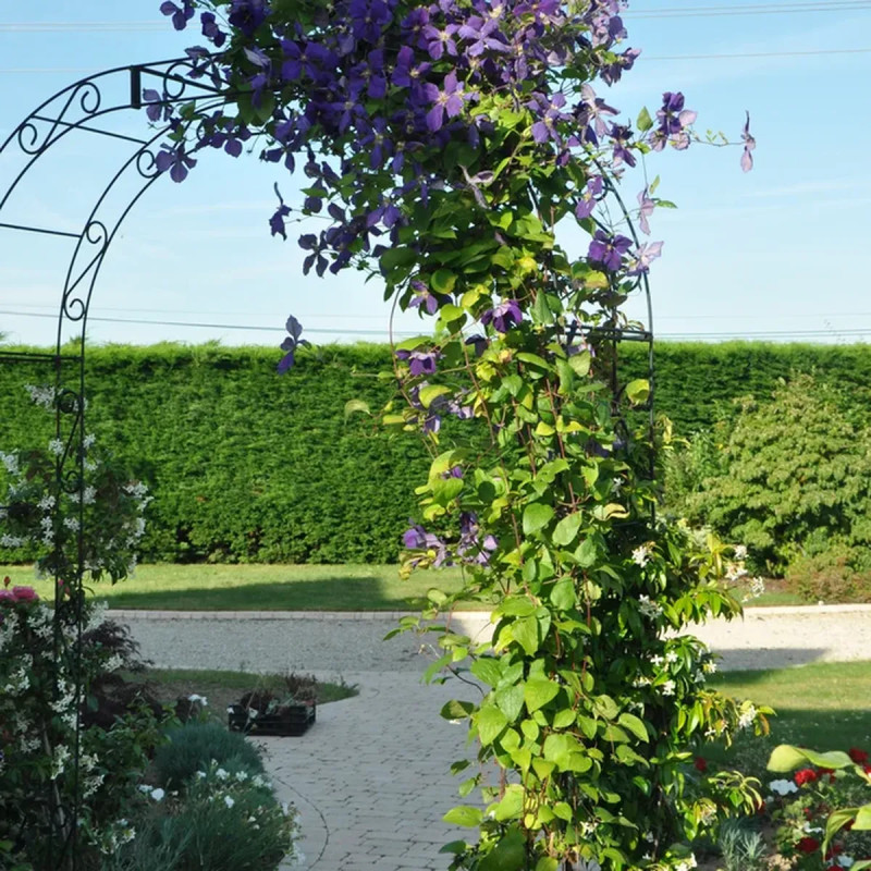 Clématite 'Jackmanii' - Clematis | Achat direct au producteur