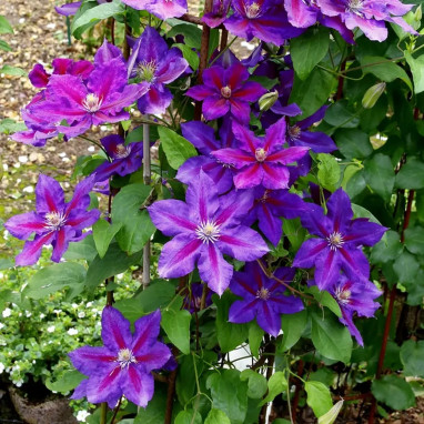 Clématite 'Julka' - Clematis | Achat direct au producteur