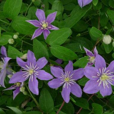 Clématite 'Justa' - Clematis | Achat direct au producteur