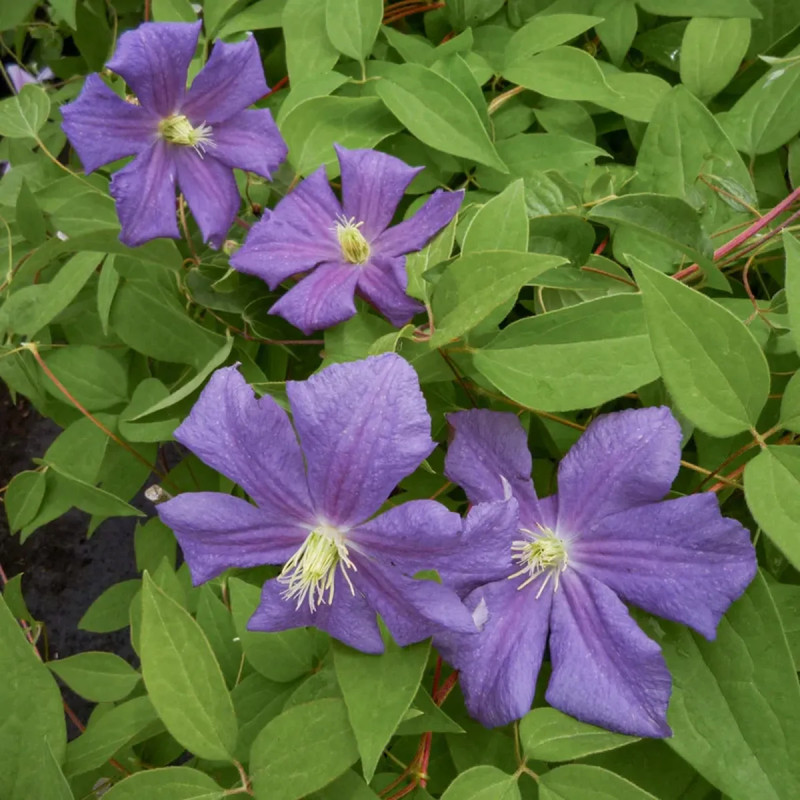 Clématite 'Justa' - Clematis | Achat direct au producteur