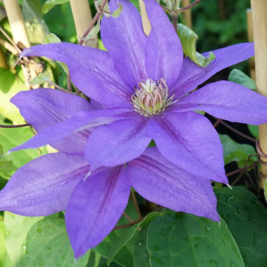Clématite 'Lawsoniana' - Clematis | Achat direct au producteur
