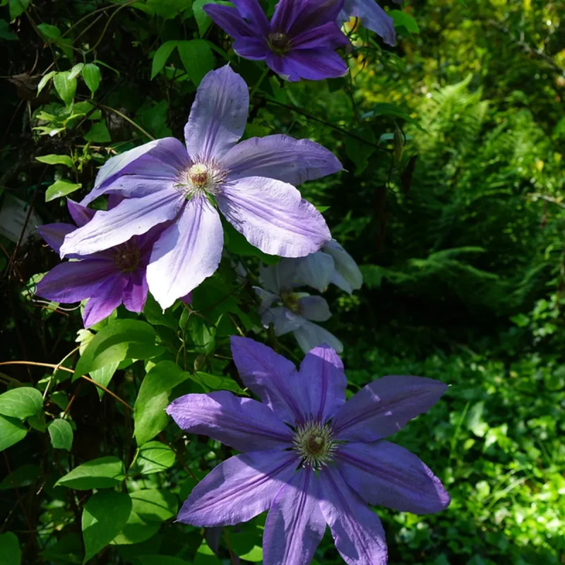 Clématite 'Lawsoniana' - Clematis | Achat direct au producteur