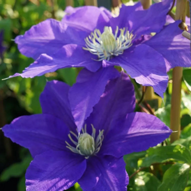 Clématite 'Lasurstern' - Clematis | Achat direct au producteur