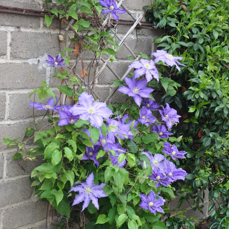 Clématite 'Lasurstern' - Clematis | Achat direct au producteur