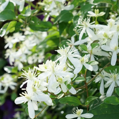 Clématite 'Mandshurica' - Clematis | Achat direct au producteur