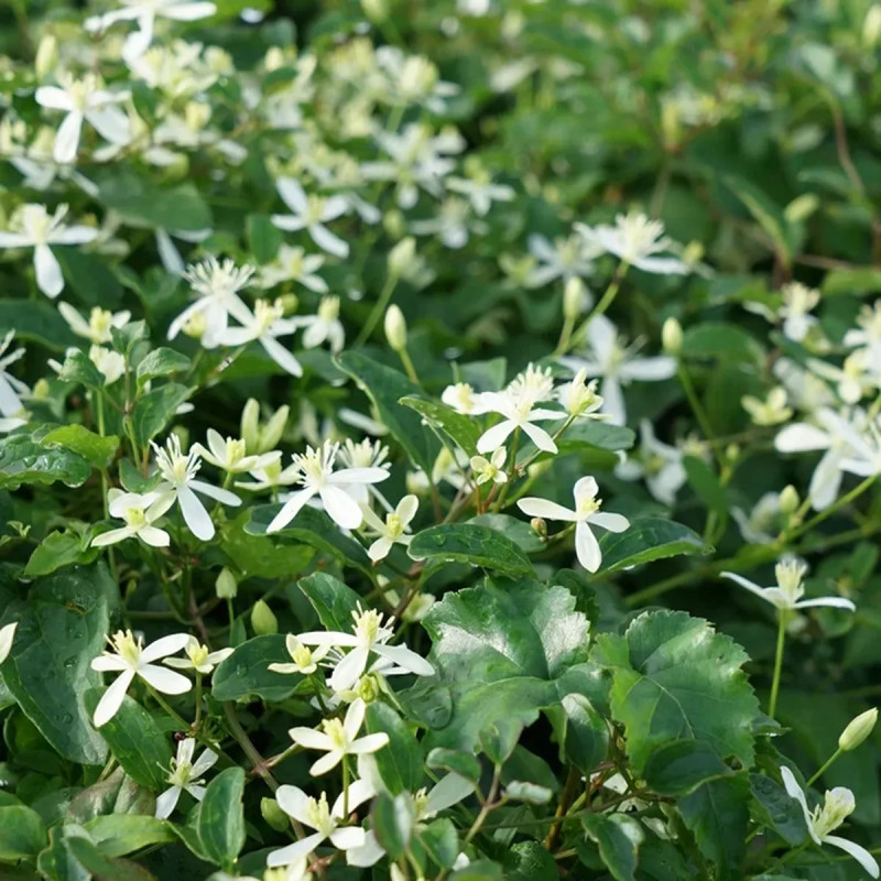Clématite 'Mandshurica' - Clematis | Achat direct au producteur