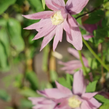 Clématite 'Markham's Pink' - Clematis | Achat direct au producteur