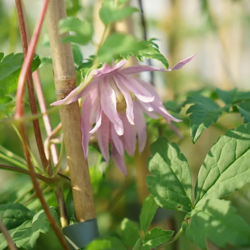 Clématite 'Markham's Pink' - Clematis | Achat direct au producteur
