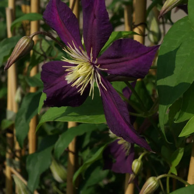 Clématite 'Mikelite' - Clematis viticella | Achat direct au producteur