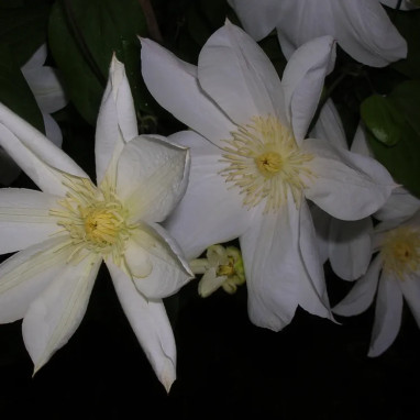 Clématite 'Moonlight' - Clematis | Achat direct au producteur