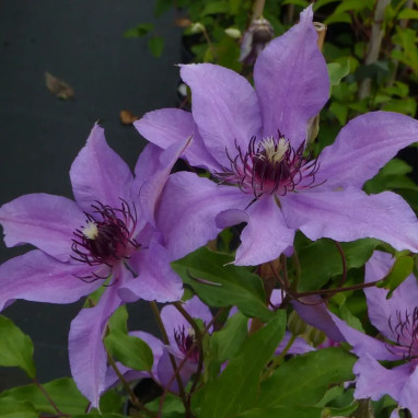 Clématite 'Natascha' - Clematis | Achat direct au producteur