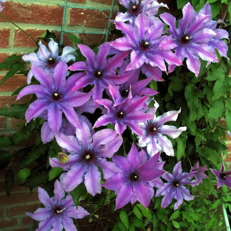 Clématite 'Natascha' - Clematis | Achat direct au producteur