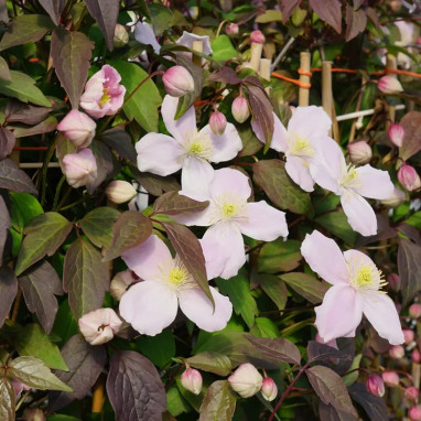 Clématite montana 'New Dawn' - Clematis | Achat direct au producteur