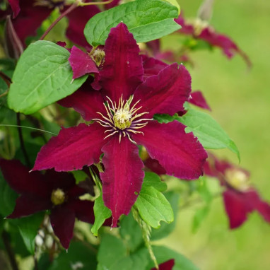 Clématite 'Niobe' - Clematis | Achat direct au producteur
