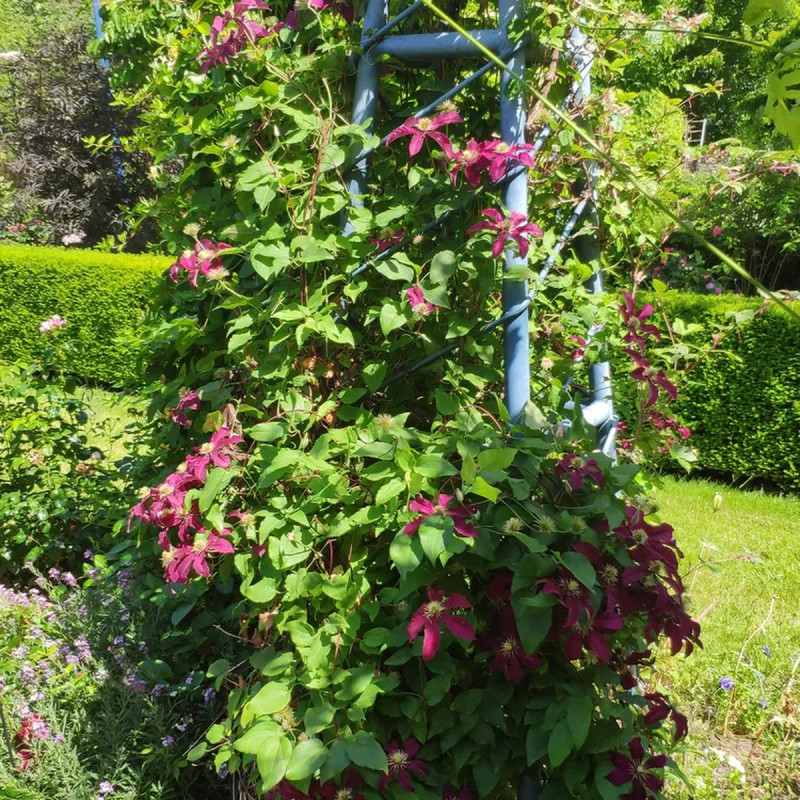 Clématite 'Niobe' - Clematis | Achat direct au producteur