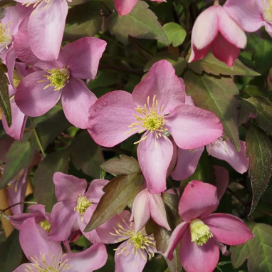 Clématite montana 'Freda' - Clematis | Achat direct au producteur