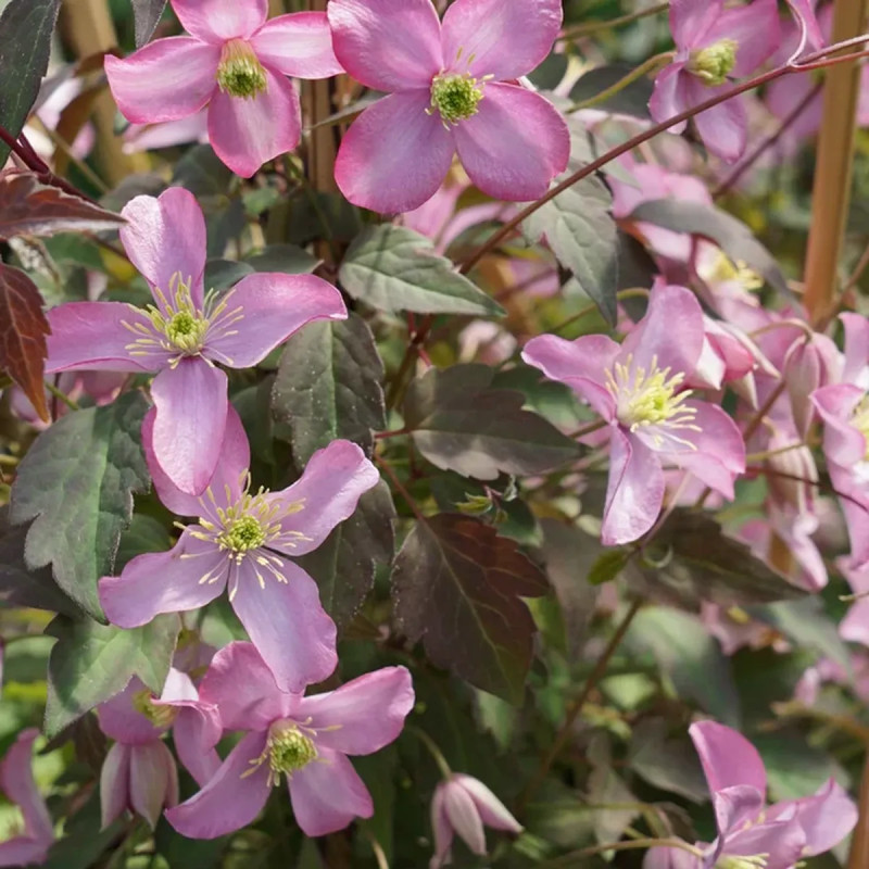 Clématite montana 'Freda' - Clematis | Achat direct au producteur