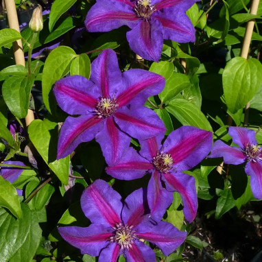 Clématite 'Mrs N. Thompson' - Clematis | Achat direct au producteur