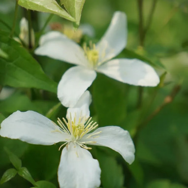 Clématite montana 'Grandiflora' - Clematis | Achat producteur