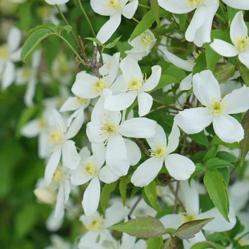 Clématite montana 'Grandiflora' - Clematis | Achat producteur