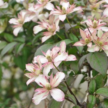 Clématite montana 'Marjorie' - Clematis | Achat direct au producteur
