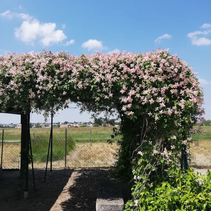 Clématite montana 'Marjorie' - Clematis | Achat direct au producteur