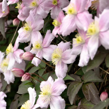 Clématite montana 'Mayleen' - Clematis | Achat direct au producteur