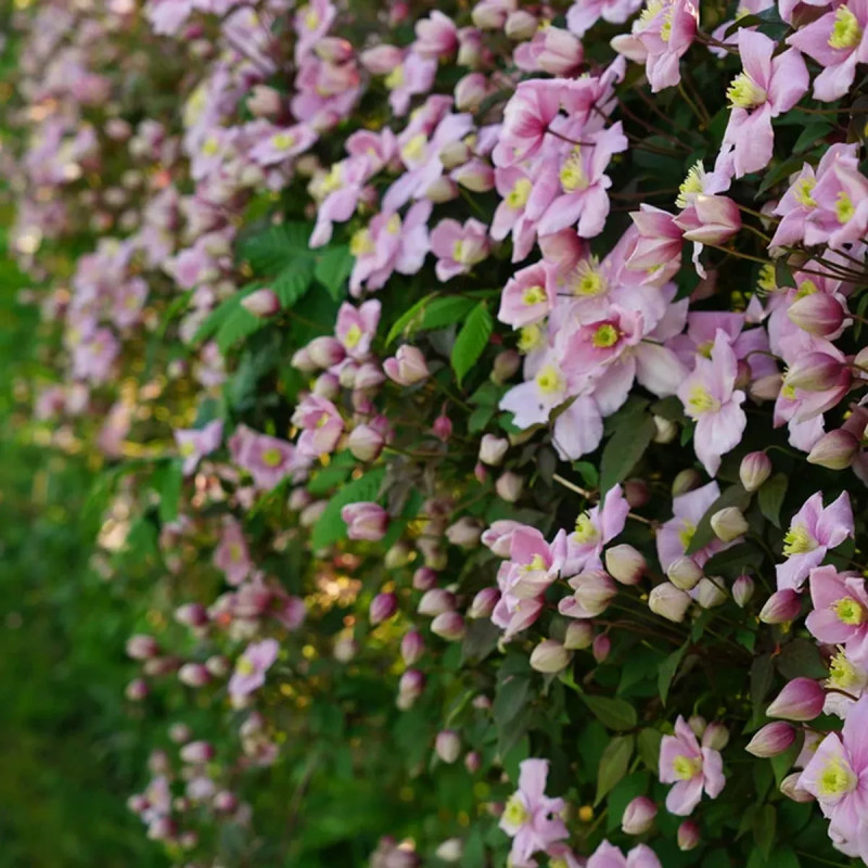 Clématite montana 'Mayleen' - Clematis | Achat direct au producteur