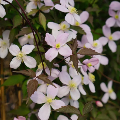 Clématite montana 'Rubens' - Clematis | Achat direct au producteur