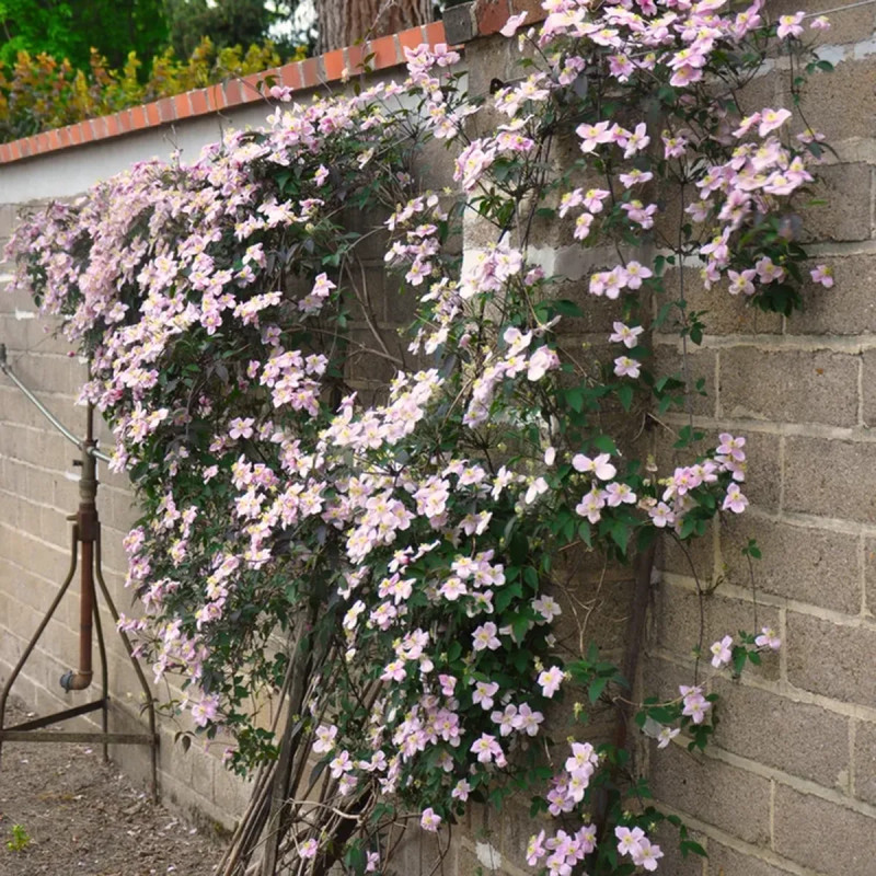 Clématite montana 'Rubens' - Clematis | Achat direct au producteur