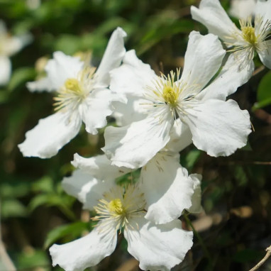 Clématite montana 'Spooneri' - Clematis | Achat direct au producteur