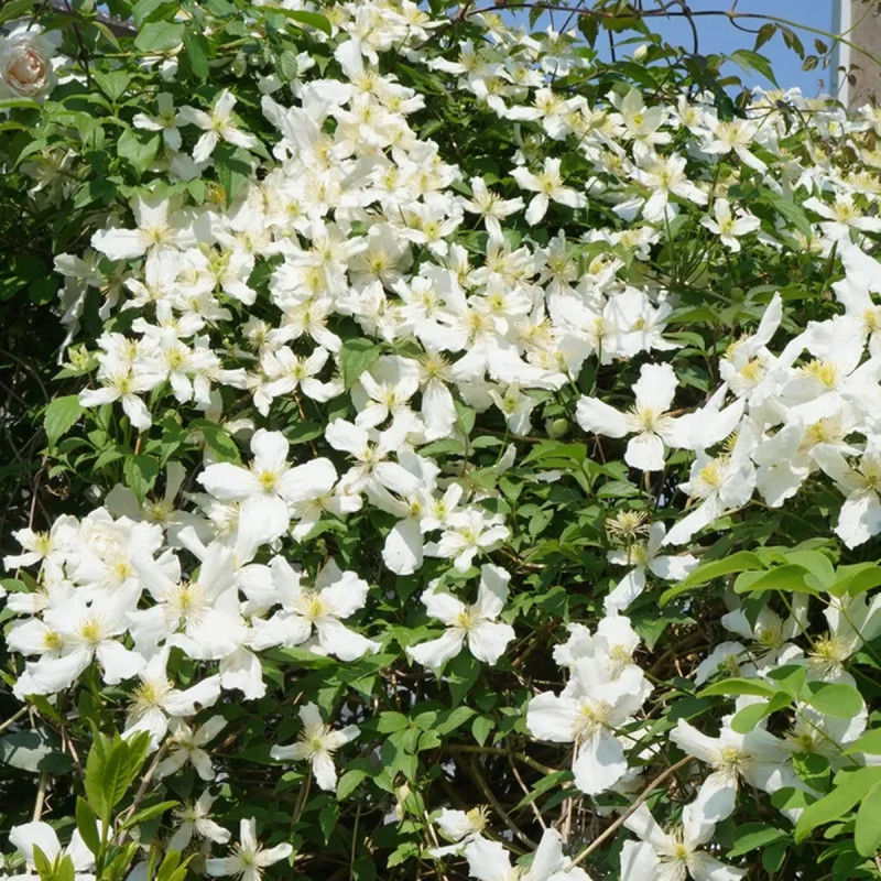 Clématite montana 'Spooneri' - Clematis | Achat direct au producteur
