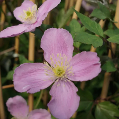 Clématite montana 'Tetrarose' - Clematis | Achat direct au producteur