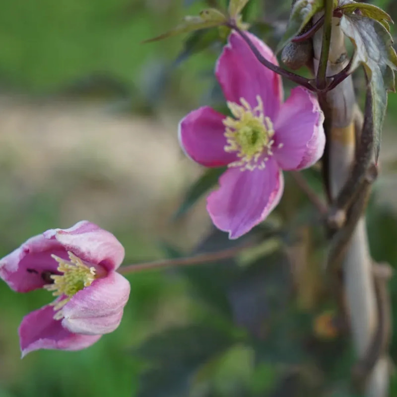 Clématite montana 'Tetrarose' - Clematis | Achat direct au producteur