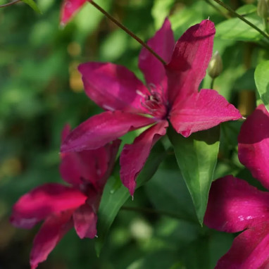 Clématite 'Perida' - Clematis | Achat direct au producteur
