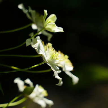 Clématite montana 'Wilsonii' - Clematis | Achat direct au producteur