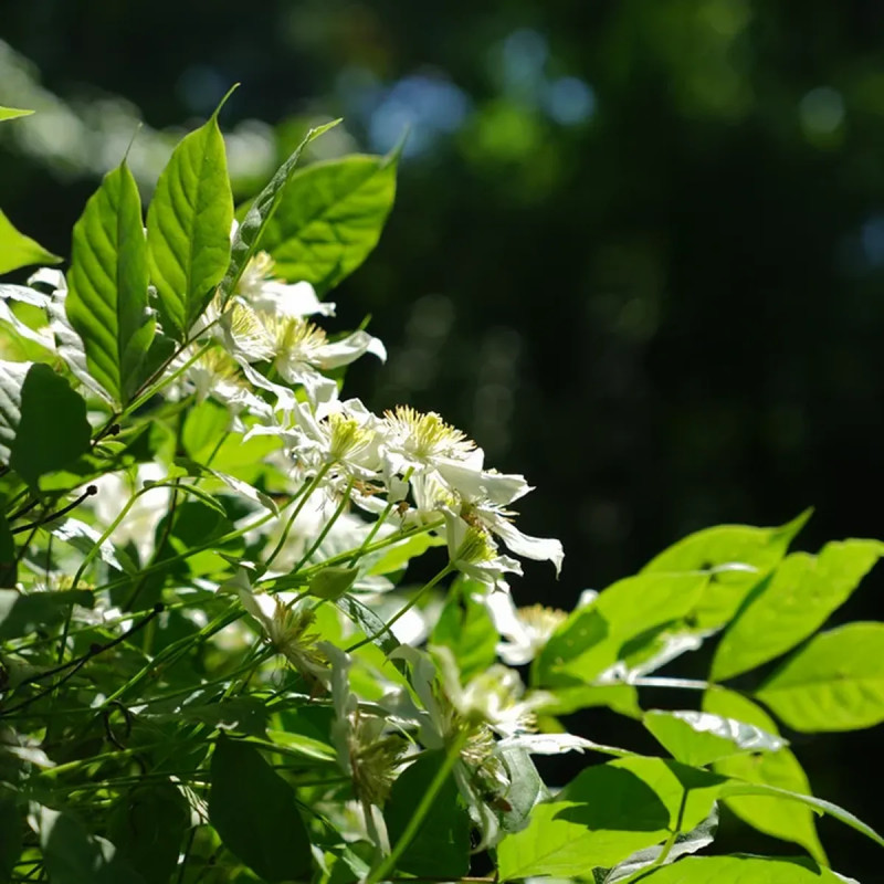 Clématite montana 'Wilsonii' - Clematis | Achat direct au producteur