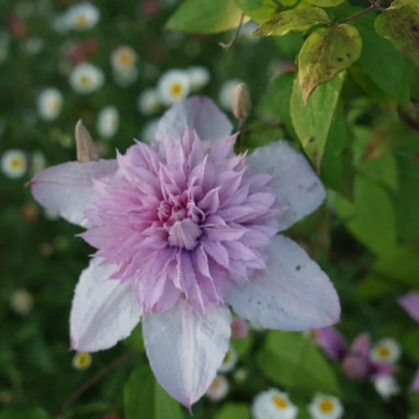 Clématite 'Multi Pink' - Clematis | Achat direct au producteur