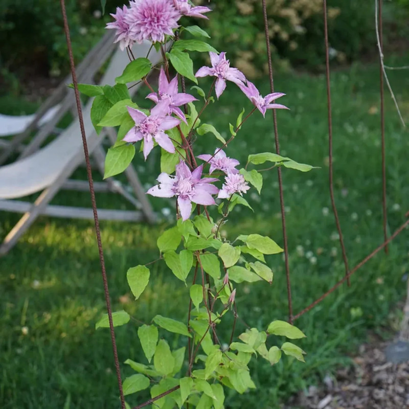 Clématite 'Multi Pink' - Clematis | Achat direct au producteur