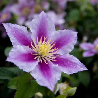Clématite 'Piilu' - Clematis | Achat direct au producteur