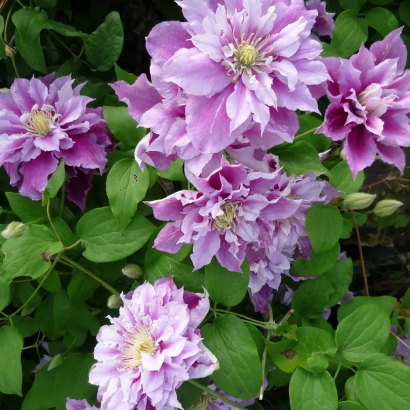 Clématite 'Piilu' - Clematis | Achat direct au producteur